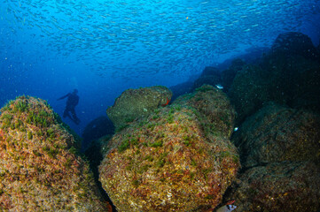 Shoal of fish swimming over rocky seafloor covered with algae in Mediterranean marine environment near Torredembarra coastal waters, Tarragona, Spain