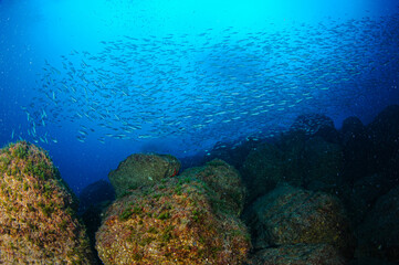 School of tiny fish darting over algae-covered rocky reef in Mediterranean waters near Torredembarra, Tarragona, Spain, revealing vibrant marine ecosystem