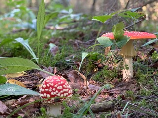 fly agaric mushroom in forest