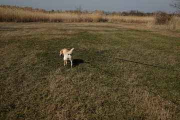 Fototapeta premium A Labrador retriever walks across a grassy field on a leash, exploring the open space. Rear view. The dogs tail is wagging, and it appears curious and active.