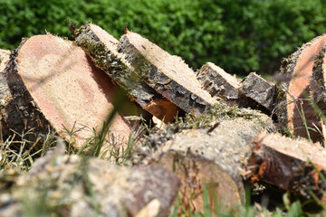 Indiscriminate felling of trees is detrimental to the environment and nature