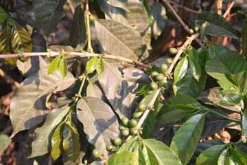 Foliage and trees in native forests, essential for a good balance of the environment or an appropriate nature