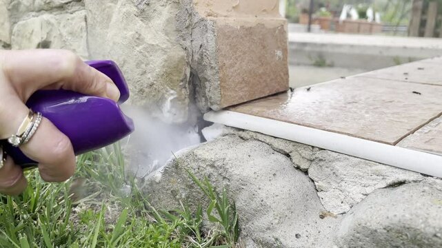 Person spraying pesticide foam on ants colony invading yard, big black ants dying from paralysis due to poison substance, fight against pests and disinfection