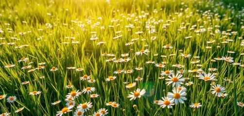 Sunlit chamomile field, vibrant green grass, abundant white blossoms, summer, rural