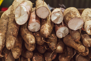 Cassava raw tuber (Manihot esculenta)