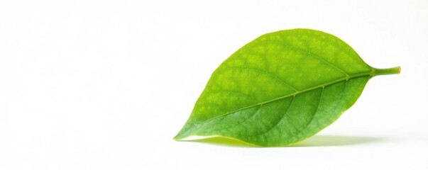 Fototapeta premium A single leaf is isolated against a pure white background, white background, isolation