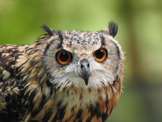 A majestic owl with piercing orange eyes staring intently in the wild.