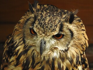 A fierce-looking owl with deep orange eyes and intricate feather patterns.