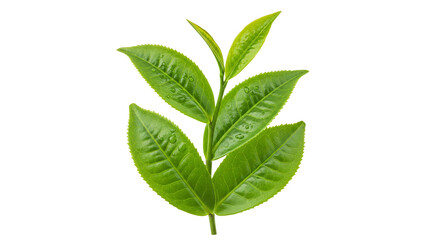 Tea leaves nature isolated on transparent background