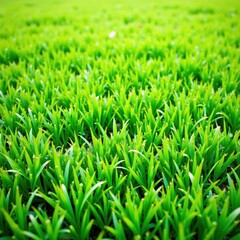 Fototapeta premium Lush, vibrant green lawn, perfectly manicured , verdant, landscape