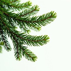 Short fir branch, rich green, natural texture , evergreen, background