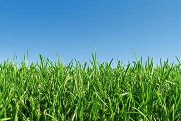 Fototapeta premium 青空の下で元気に育つ緑の草原が広がる夏の日の風景