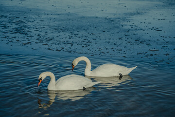 two swans on the lake