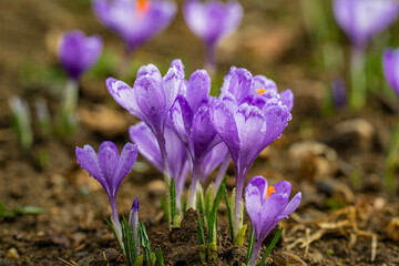 Spring crocus flowers