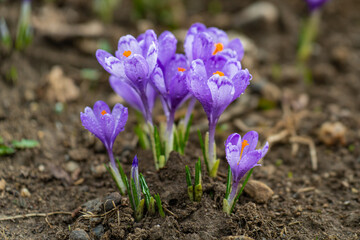 Spring crocus flowers