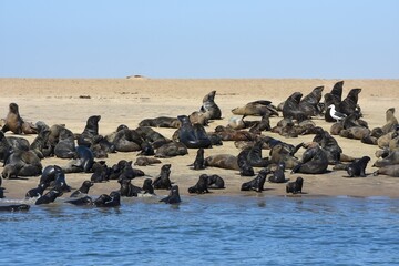 Seerobben Kolonie in der Bucht von Walvisbay am Pelican Point