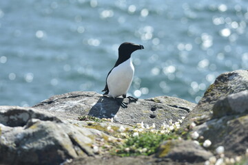 Sea bird on a cliff