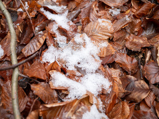 Close-up of brown dry autumn leaves on the forest floor, partially covered with melting white snow. Small branches are scattered and the leaf structure is lush and detailed.
