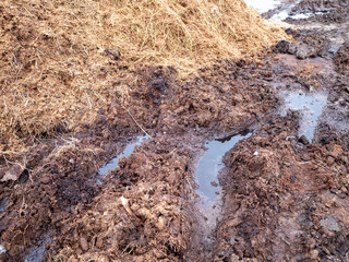 A close-up of wet manure mixed with straw, forming a muddy composting area with small water puddles. The organic material is decomposing, creating a nutrient-rich mixture for agricultural use.