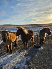 iceland - ring road november