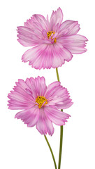 cosmos flower isolated