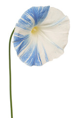 ipomoea flower isolated