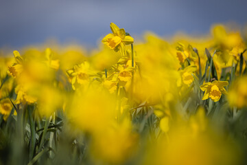 Obraz premium A field of vibrant daffodils in bloom in Wales, on a sunny spring day