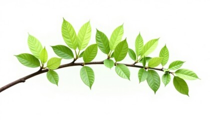 Obraz premium A long branch with leaves stretching outwards isolated on white background, crisp, nature