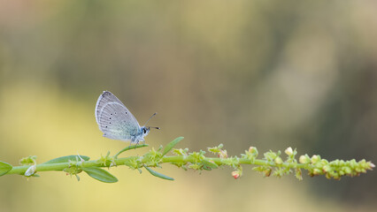 flowers and butterfly in natural life
