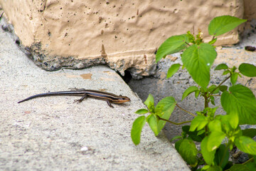 Skink Lizard Sunbathing on a Warm Day