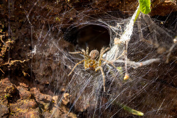 unnel web spider at old magazine house, ganeshgudi, dandeli, karnataka, India