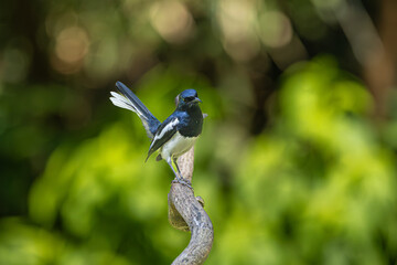 Oriental magpie-robin sitting on a branch, Old magazine house, Ganeshgudi, Dandeli, Karnataka