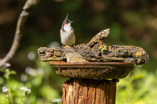 Red-whiskered bulbul ready to eat fruits, Western Ghats, Old magazine house, Ganeshgudi, Dandeli, Karnataka, 