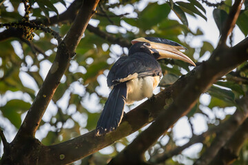 Malabar pied hornbill in early morning sitting and eating figs at Old magazine house, ganeshgudi,...