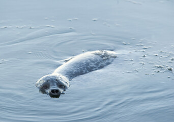 Harp Seal in Arctic Water