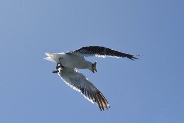 fliegende Möwe in Walvisbay