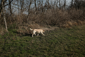 Labrador retriever walking through a grassy field near a wooded area with dry bushes and leafless trees. The dog appears wet, possibly after swimming, and is curiously sniffing the ground. Side view.