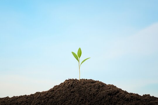 vca gently sprouting seedling from fresh soil beneath vast clear sky emphasizing natural growth with ample copy space