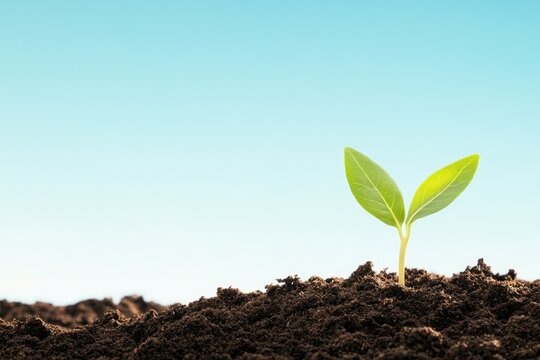 vca gently sprouting seedling from fresh soil beneath vast clear sky emphasizing natural growth with ample copy space