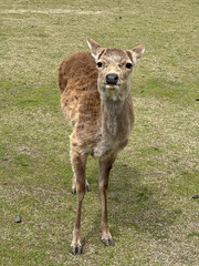 Graceful Young Deer in Meadow