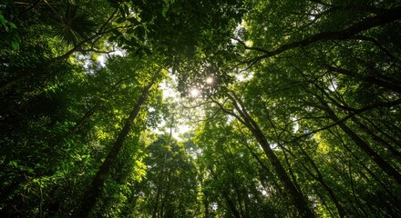 Obraz premium Looking Up at Forest Canopy with Sunlight Filtering Through Green Trees