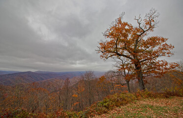 autumn in the forest