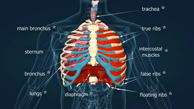 Anatomy of human chest