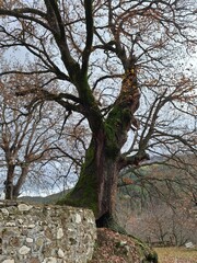 Old big tree, Zarouhla, Greece
