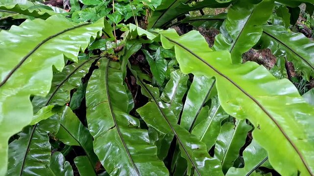 Plant of Bird's nest fern (Asplenium nidus) or Paku Sarang Burung or clan of Polypodiaceae.  an epiphytic or terrestrial fern with a shrub-like growth habit. is an ornamental plant.
