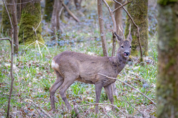 Rehbock im Wald 