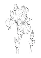 Iris flower drawn with lines. Black and white vector illustration.