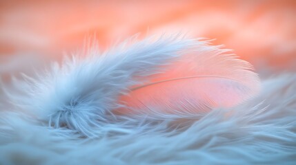 Obraz premium White and pink feathers softly layered with shallow depth of field