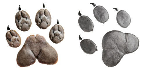 Realistic Animal Paw Prints Isolated on White Background, Isolated on Transparent Background