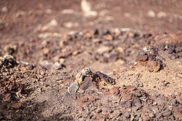 Curious creature exploring rocky terrain in a vibrant landscape